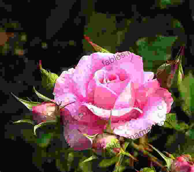 A Photograph Of A Vibrant Pink Rose In Bloom Pink: Poems Sylvie Baumgartel